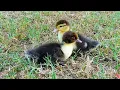 Download Lagu Cute Duckling Sounds