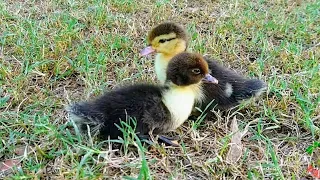 Cute Duckling Sounds 