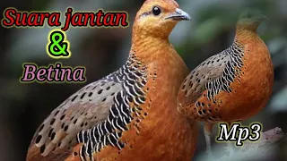  suara puyuh hutan untuk memikat jantan dan betina