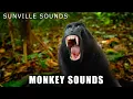 Lagu Monkey Sounds - Wilder Sounds Of Nature | Peter's World Animal Sounds