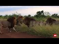 Download Lagu Five lions fighting  in Kruger National Park