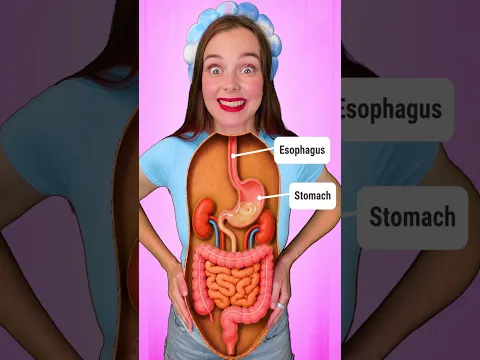 I Learn How My Tummy Works! 🍎