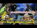 SUARA PIKAT BURCIL MENJERIT KOMBINASI SRIGUNTING. AUDIO LANGSUNG KUMPUL..