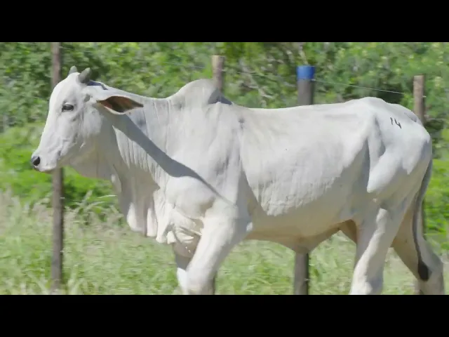 Matriz Nelore MLML - 2021