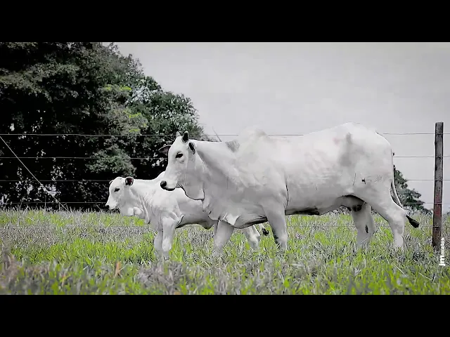 Novilha Nelore AFOM - 4530