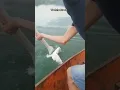 Boaters Rescue Injured Dove Stuck In Water