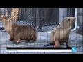 Endangered sea lions: Army of volunteers rescue starving pups in battle against global warming
