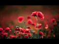 Download Lagu [1 HR] LOFI ROSES | CHILL/STUDY VIBES