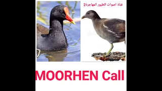 صوت دجاج الماء Moorhen Call Song 
