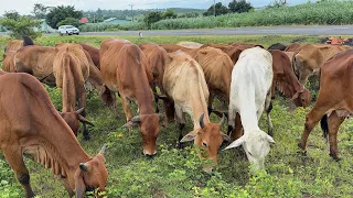 Video of cows happy grazing in the meadow - Animal sounds of cows, cows mooing. Part 5 video 4K