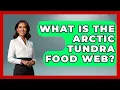 What Is The Arctic Tundra Food Web - Polar Regions Uncovered
