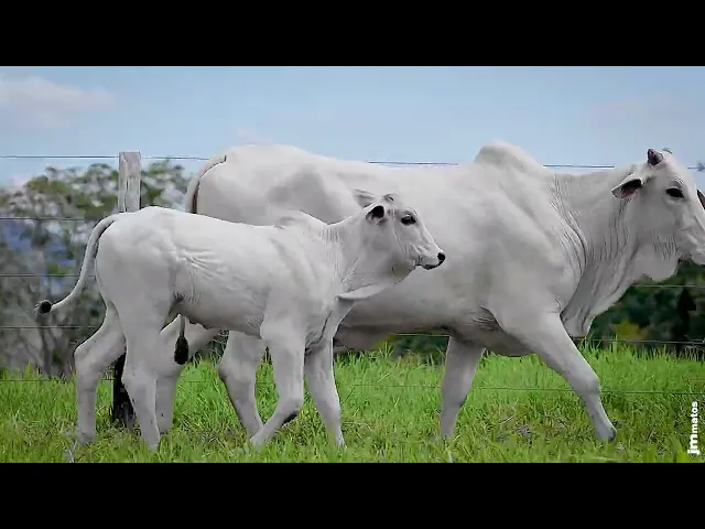 Matriz Nelore GNRN - 2