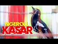 Download Lagu ANIS KEMBANG NGEROL KASAR, AMPUH BANGKITKAN EMOSI AK LOYO CEPAT GACOR