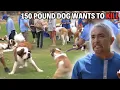 Investigating Why These Saint Bernards Are In Attack Mode Cesar 911 Season 2 Ep 6 - Part 1