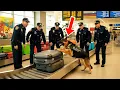 Lagu Een politiehond beet in een koffer op de luchthaven seconden later werd het stil op de luchthaven