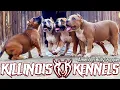 PRICES OF OUR AMERICAN BULLY PUPPIES FROM THE WORLD FAMOUS KILLINOIS KENNELS