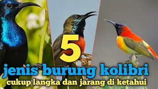 5 jenis burung kolibri yang ada di indonesia tapi gak banyak di ketahui