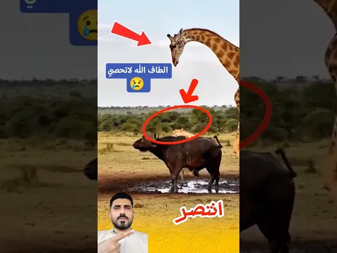 خرق النواميس.. معجزة إلهية تُبطل بطش المفترس"#shorts