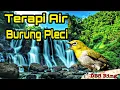Download Lagu Terapi Air Burung Pleci | Terapi Air untuk Pleci Macet Bunyi | Zosterops Water Therapy