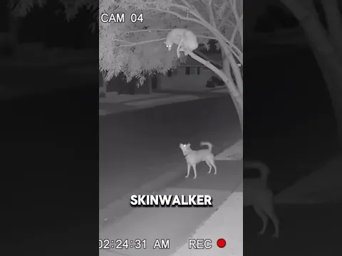 Why Is the Dog Waiting for the Skinwalker?