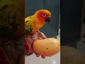 Download Lagu hay Sona#parrot#talking parrot