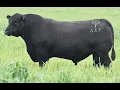 Texas POWERPLAY T447 AI - Lot 215