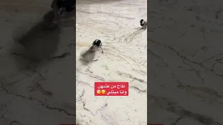 بلابل البلابل العراقية اجمل الاصوات صوت البلابل  بلابل البلابل العراقية اجمل الاصوات صوت البلابل