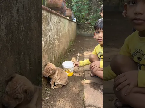 Rescue mission: 21+ puppies saved & returned to the home🥺
