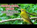 SUARA CIAK CIAK PIKATAN KECIAL KUNING ‼️PANCINGAN MASTERAN KECIAL KUNING NGEKER CIAK CIAK RIBUT