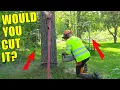 Download Lagu Felling a Huge Pine Tree in a Yard With Nowhere to Miss – Would You Try This?