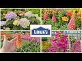 NEW ARRIVALS Lowes Garden Center May 2025 Inventory Perennials Annuals Shrubs Evergreens