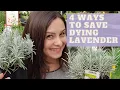 LAVENDER PROBLEMS Why is my lavender turning brown How to save lavender plant from dying
