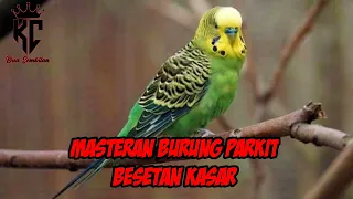 Download Masteran Burung Parkit Besetan Kasar MP3