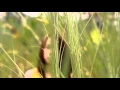Download Lagu MONITA - kekasih sejati (fan made Video Clip)