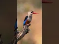 Download Lagu Grey-headed Kingfisher #shorts