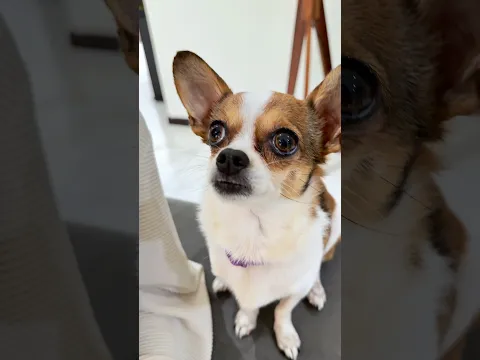 POR LA CULPA DE LAYLA 🐶🥹 mis churritos 😭
