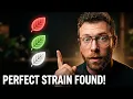 Tips for Choosing Between Kratom Strains