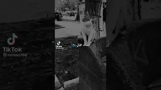 هزتني نسمات الليالي 