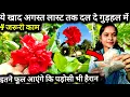 Download Lagu ये खाद अगस्त खत्म होने से पहले डाले गुड़हल में आएंगे सैकड़ो फुल। Hibiscus plant care tips\u0026fertilizer