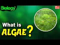 Download Lagu Apa itu Alga? | Jenis Alga | Biologi | Revisi Rumah