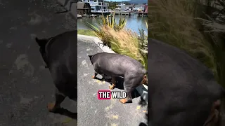 #fyp #dream #pets #doberman #fypシ