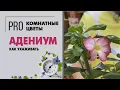 Download Lagu Адениум - комнатное растение для южного окна. Цветок не для всех. Цветущий суккулент для ценителей.