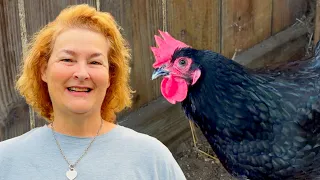 3 Things Every Chicken Needs In Hot Weather