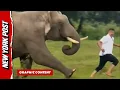 Download Lagu Olifant achtervolgt en vertrapt toerist 'nadat hij een selfie wilde maken'