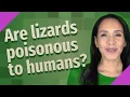 Are lizards poisonous to humans