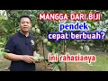 Download Lagu 8 Cara Agar Mangga Dari Biji Pendek Dan Cepat Berbuah