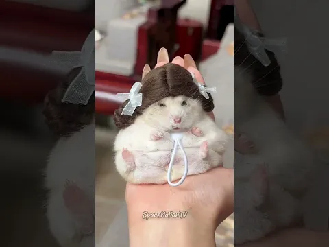 Esses são os Segredos dos Hamsters 🐹❤️