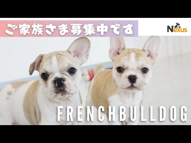 動画