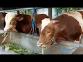 Download Lagu Tak Di Sangka Sapi Kembar Setia Farm Ijan Ijun Sudah Sebesar Ini Pindah Kandang Ke Diamore Farm !!