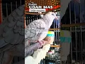 Perkutut UDAN MAS belajar manggung